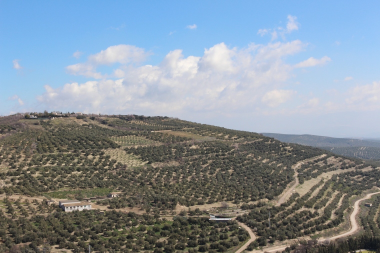 Ausblick von einem Mirador - wie in Jaén: nur Olivenbäume!