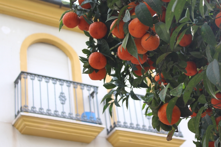 In Córdoba gibt es noch deutlich mehr Orangenbäumchen als in Jaén