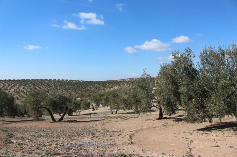 Irgendwo im Nirgendwo, nur noch Olivenbäume um uns herum
